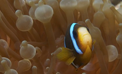 Biodiversity will be one of the characteristics considered in identifying the most important reefs. Credit: The Ocean Agency, Jayne Jenkins